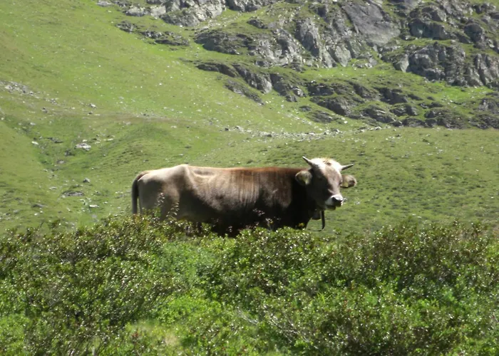 בית הארחה Bacherhof 3*