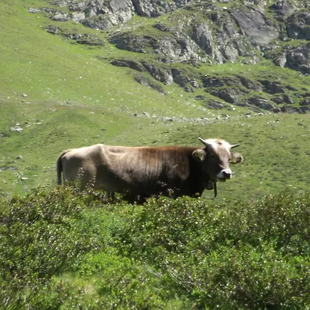 게스트하우스 Bacherhof 3*